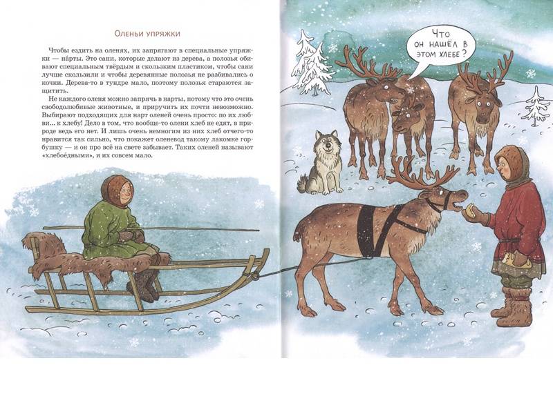 Вот ты какой, северный олень!