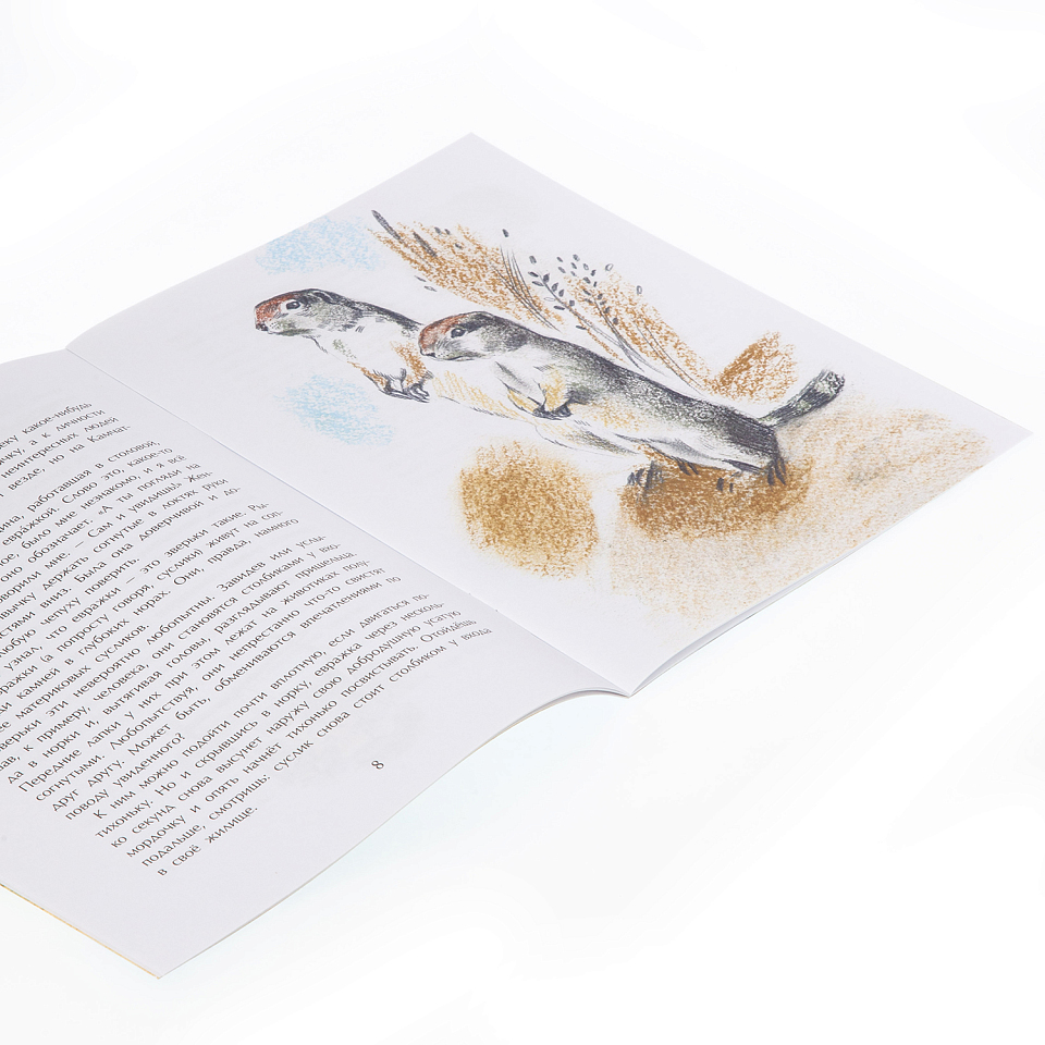 Заяц в море. Рассказы о северной Камчатке