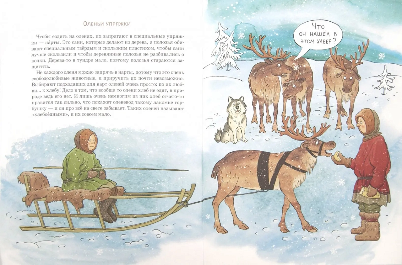 Вот ты какой, северный олень!