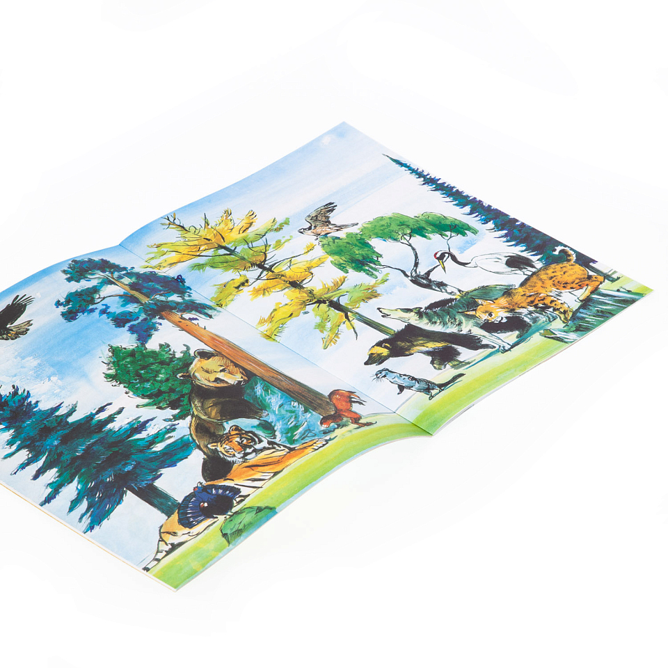 Тайга. Удивительный лес